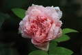 Rosa - 'Schöne Maid'